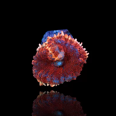 Rhodactis Pack ✔ Einfach online bestellen! ✔ Niedrigster Preis