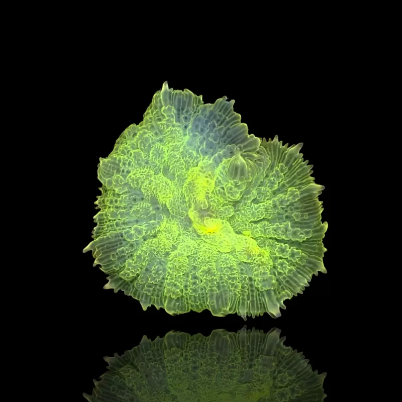 Rhodactis Pack ✔ Bestel eenvoudig online! ✔ Laagste prijs