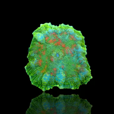 Rhodactis Pack ✔ Einfach online bestellen! ✔ Niedrigster Preis