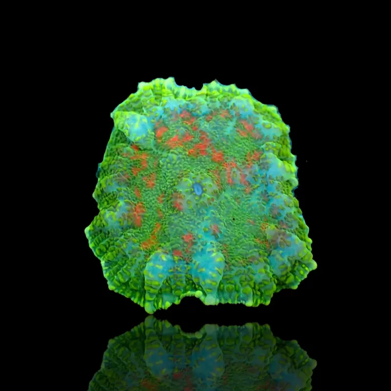 Rhodactis Pack ✔ Bestel eenvoudig online! ✔ Laagste prijs