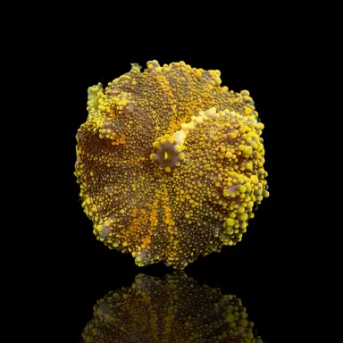 Rhodactis Pack ✔ Bestel eenvoudig online! ✔ Laagste prijs