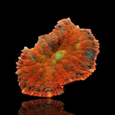 Rhodactis Pack ✔ Bestel eenvoudig online! ✔ Laagste prijs