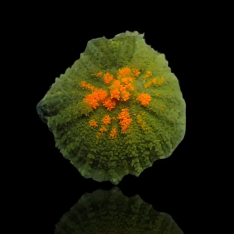 Rhodactis Pack ✔ Bestel eenvoudig online! ✔ Laagste prijs