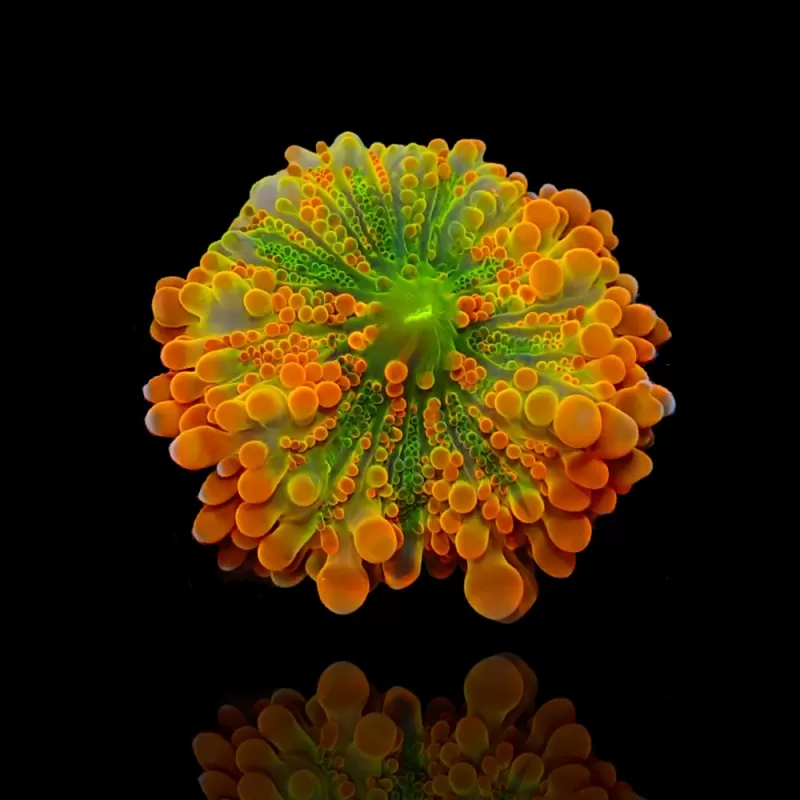 Ricordea Pack ✔ Bestel eenvoudig online! ✔ Laagste prijs