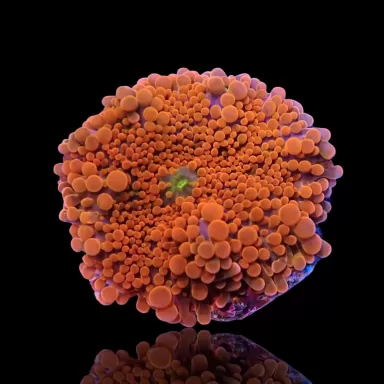 Ricordea Pack ✔ Bestel eenvoudig online! ✔ Laagste prijs