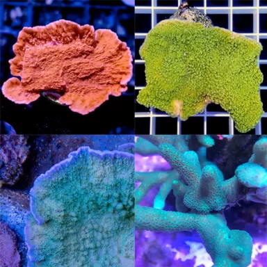 Montipora Pack A ✔ Bestel eenvoudig online! ✔ Laagste prijs