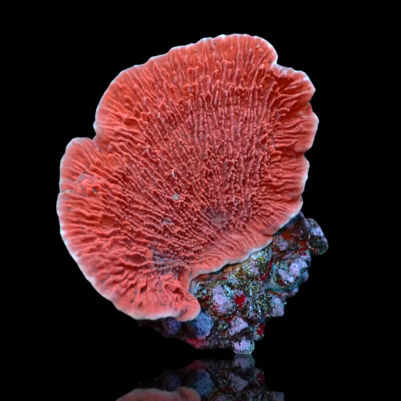 Montipora Pack A ✔ Einfach online bestellen! ✔ Niedrigster Preis