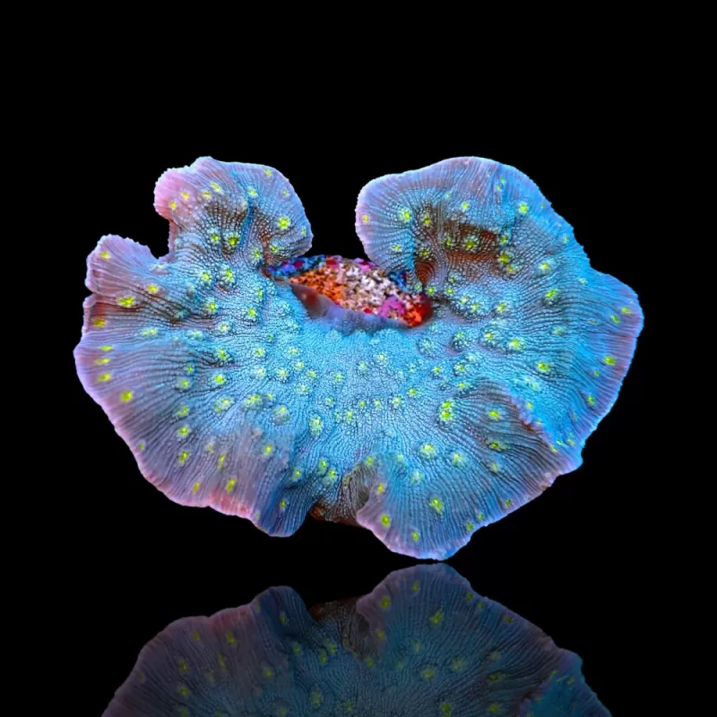 Montipora Pack A ✔ Bestel eenvoudig online! ✔ Laagste prijs