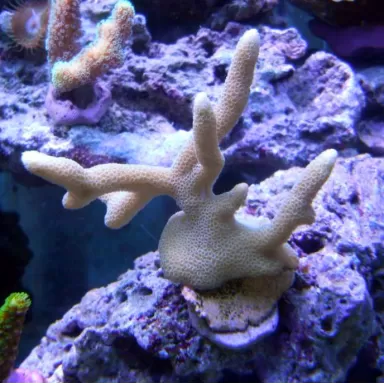 Montipora Pack A ✔ Bestel eenvoudig online! ✔ Laagste prijs