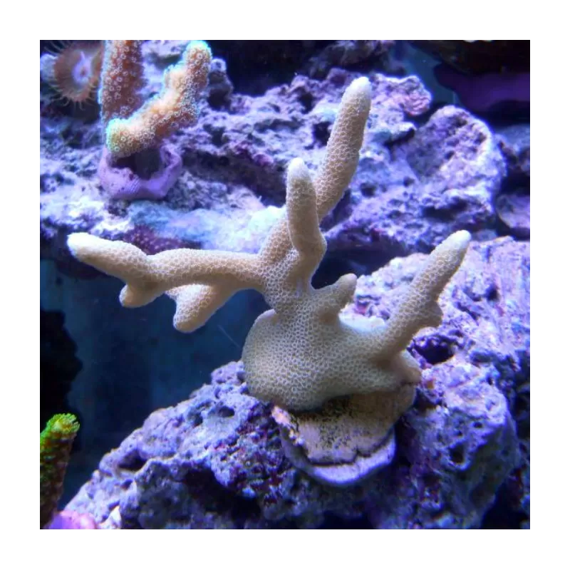 Montipora Pack A ✔ Einfach online bestellen! ✔ Niedrigster Preis