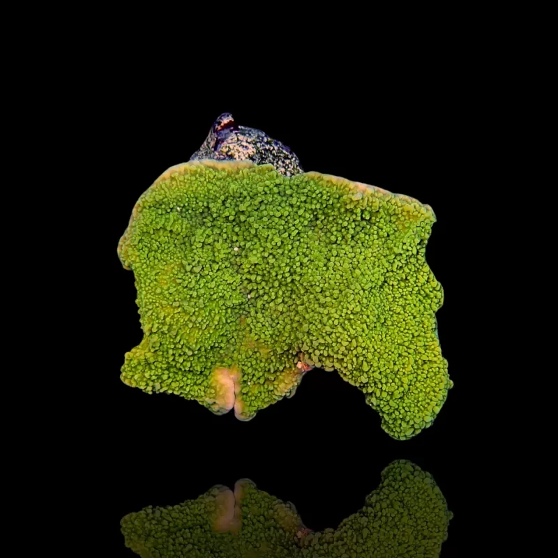 Montipora Pack b ✔ Bestel eenvoudig online! ✔ Laagste prijs