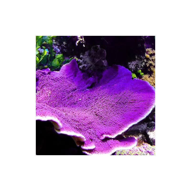 Montipora Pack b ✔ Bestel eenvoudig online! ✔ Laagste prijs