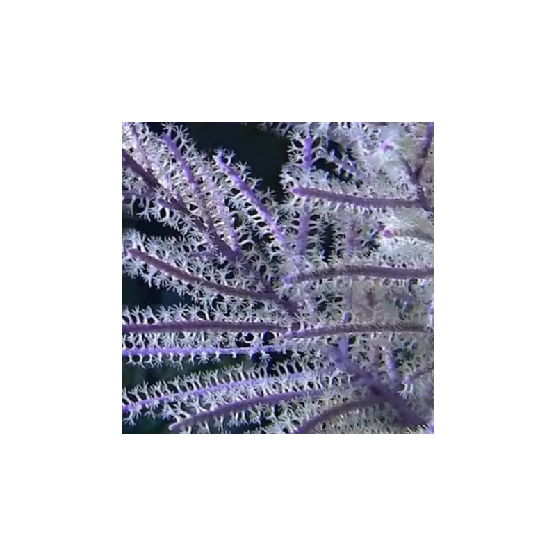 Gorgoon Pack B ✔ Bestel eenvoudig online! ✔ Laagste prijs