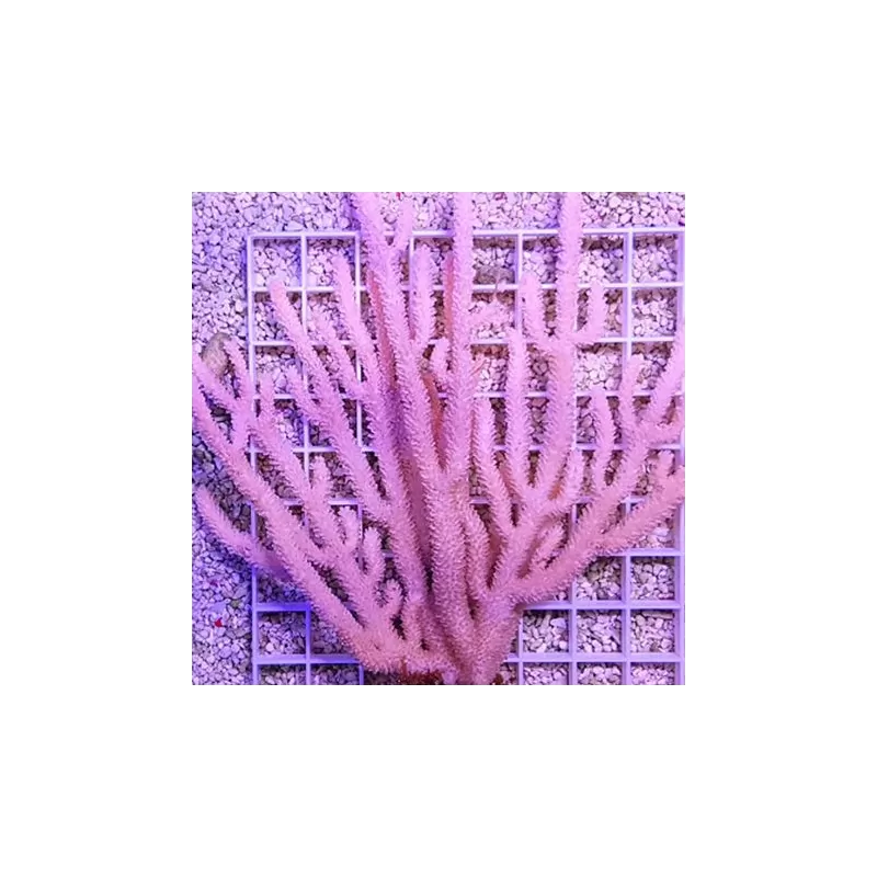 Gorgoon Pack B ✔ Einfach online bestellen! ✔ Niedrigster Preis