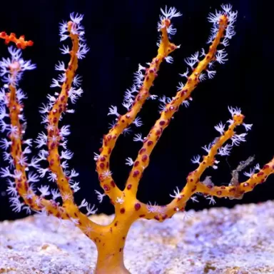 Gorgoon Pack B ✔ Bestel eenvoudig online! ✔ Laagste prijs