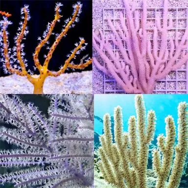 Gorgoon Pack B ✔ Einfach online bestellen! ✔ Niedrigster Preis