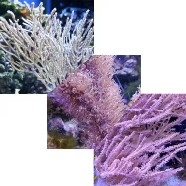 Gorgoon Pack A ✔ Einfach online bestellen! ✔ Niedrigster Preis