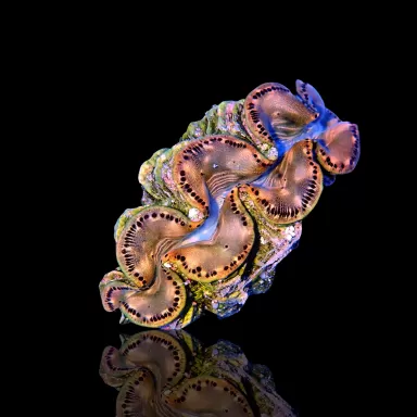 Tridacna Maxima Gold ✔ Bestel eenvoudig online! ✔ Laagste prijs