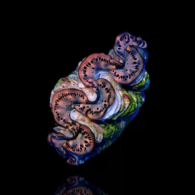 Tridacna Maxima Gold ✔ Bestel eenvoudig online! ✔ Laagste prijs