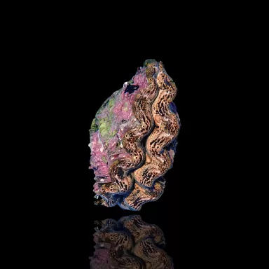 Tridacna Maxima Gold ✔ Bestel eenvoudig online! ✔ Laagste prijs