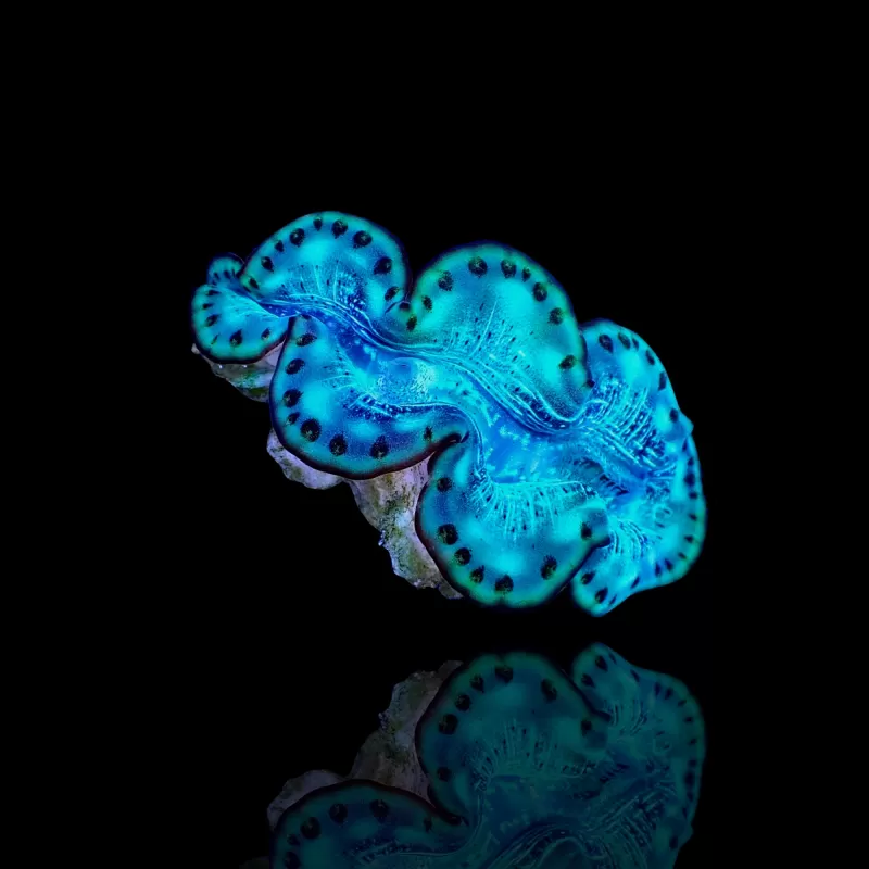 Tridacna Maxima Ultra Blue kopen | Coralandfishstore.nl