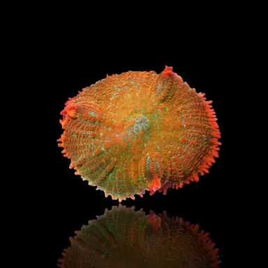 Rhodactis sp. Oranje