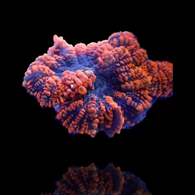 Rhodactis Orange Rand - Bullseye ✔ Einfach online bestellen! ✔ Niedrigster Preis