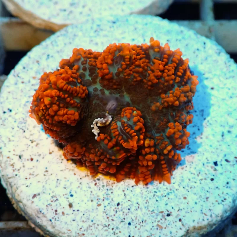 Rhodactis Orange Rim - Bullseye ✔ Bestel eenvoudig online! ✔ Laagste prijs