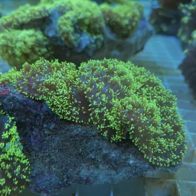 Rhodactis Hairy Mushroom Neongrün ✔ Einfach online bestellen! ✔ Niedrigster Preis