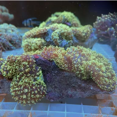 Rhodactis Hairy Mushroom Neon Green ✔ Bestel eenvoudig online! ✔ Laagste prijs