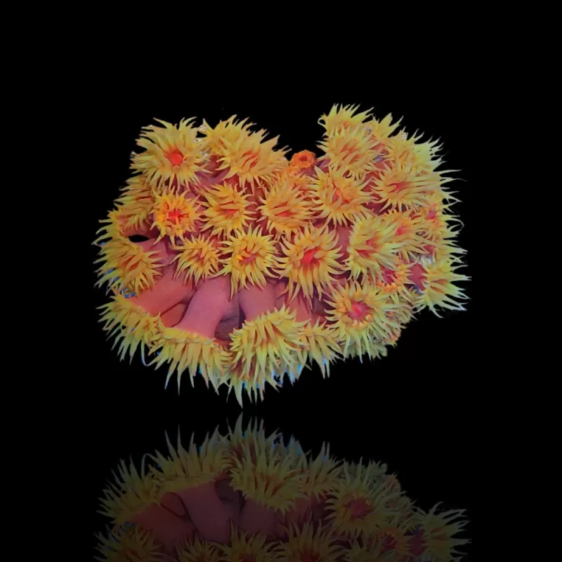 Tubastrea Orange (Aardbijkoraal) ✔ Bestel eenvoudig online! ✔ Laagste prijs