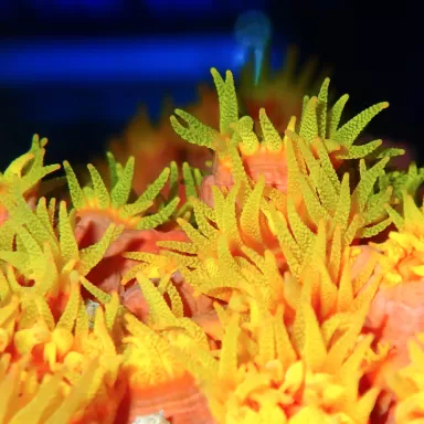 Tubastrea Orange (Strawbee Coral) ✔ Einfach online bestellen! ✔ Niedrigster Preis