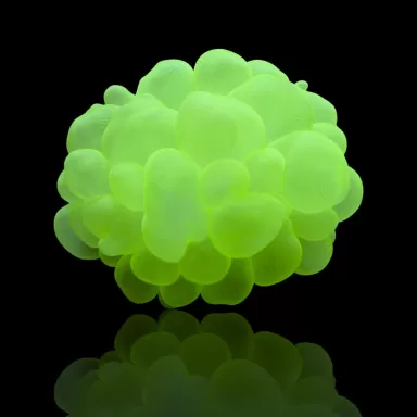 Plerogyra Sinuosa Green