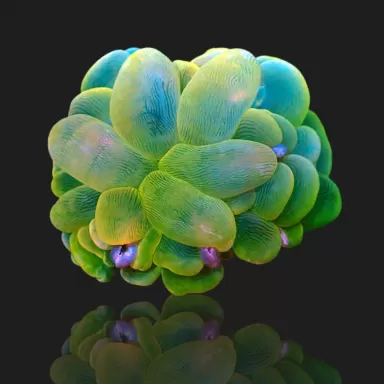 Kaufen Sie Plerogyra Sinuosa Green L-Größe | Coralandfishstore.nl