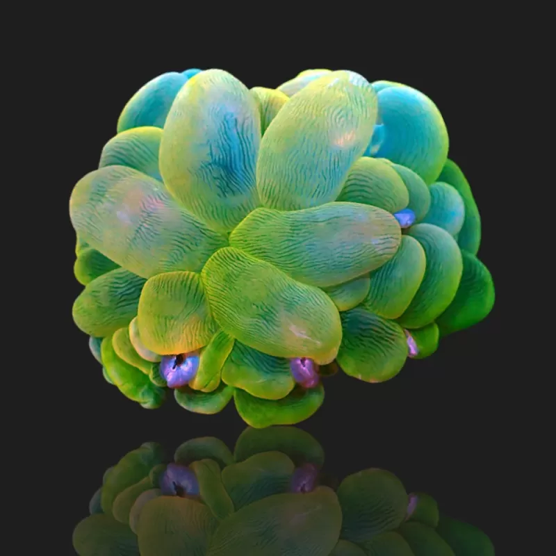 Plerogyra Sinuosa Green L-size  kopen | Coralandfishstore.nl