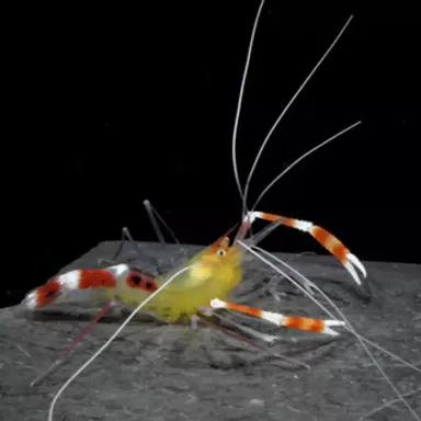 Stenopus Cyanoscelis