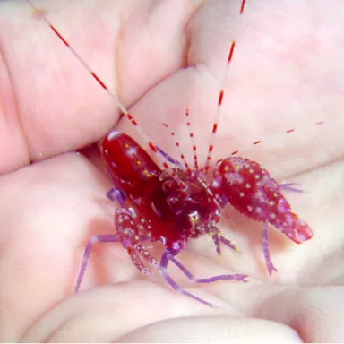 Alpheus Armatus kopen? l Coralandfishstore.nl