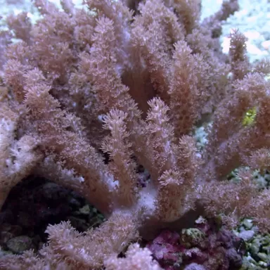 Cladiella sp Colt kopen | Coralandfishstore.nl