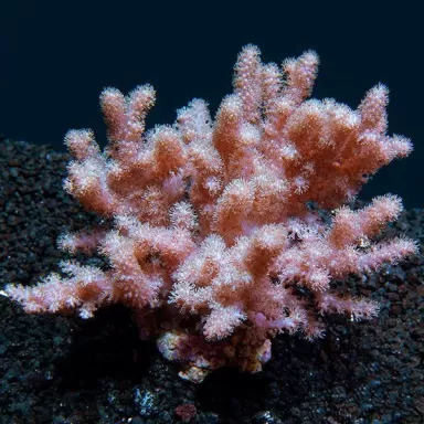 Cladiella sp Colt kopen | Coralandfishstore.nl