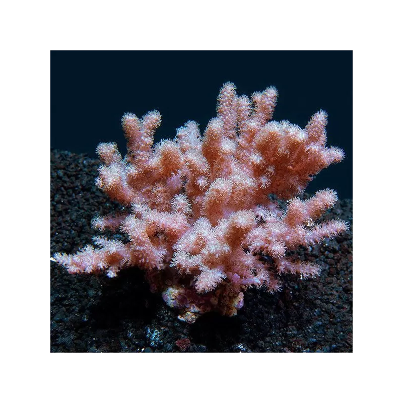 Cladiella sp Colt kopen | Coralandfishstore.nl