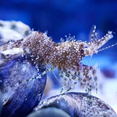 Saron Marmoratus Männchen bestellen? l Coralandfishstore.nl