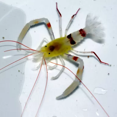 Stenopus Zanzibaricus bestellen ? l Coralandfishstore.nl