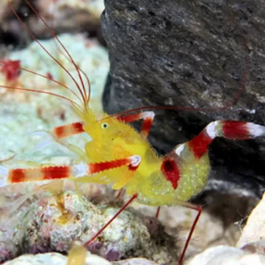 Stenopus Zanzibaricus bestellen ? l Coralandfishstore.nl