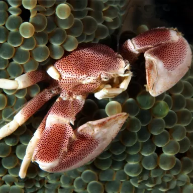 Neopetrolisthes Maculatus  | Coralandfishstore.nl