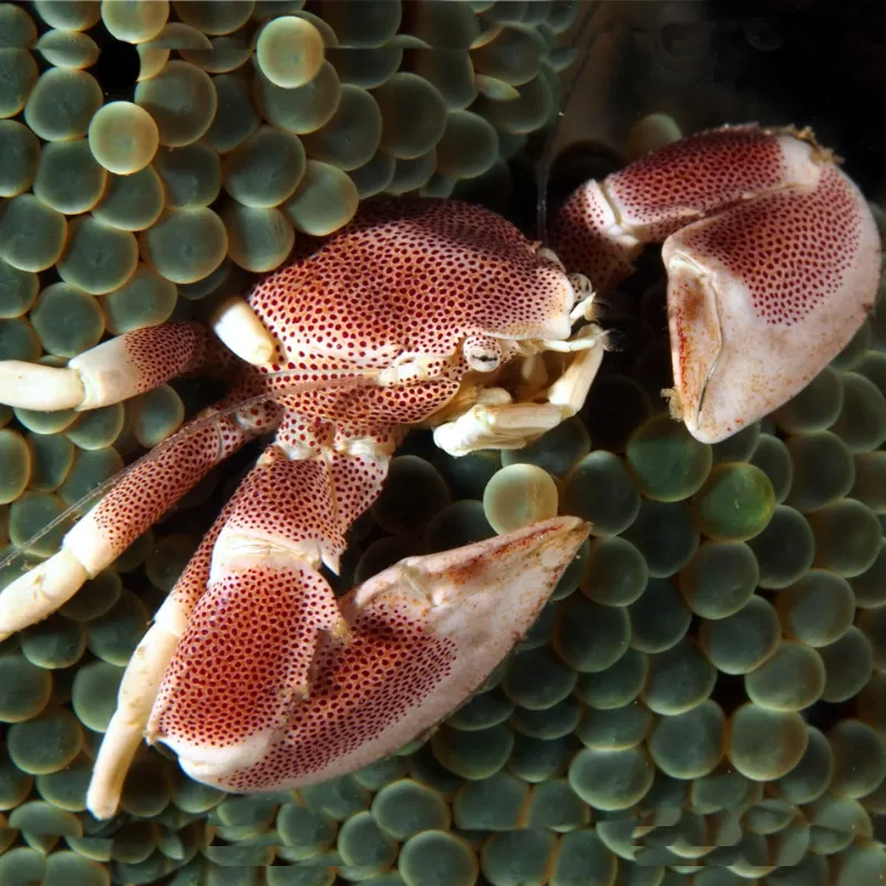 Neopetrolisthes Maculatus  | Coralandfishstore.nl