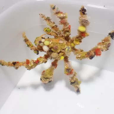 Decoratie krab - Camposcia Retusa