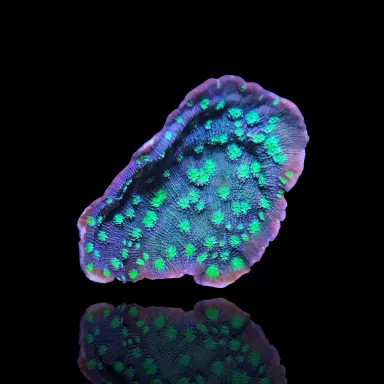 Echinopora Lamellosa | Coralandfishstore ✔Laagste prijs