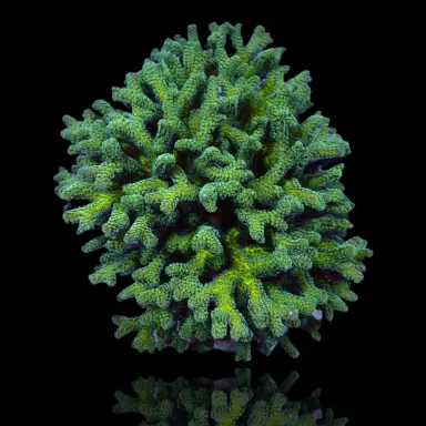 Seriatopora Caliendrum  kopen | Coralandfishstore.nl