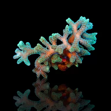 Seriatopora Calendrium