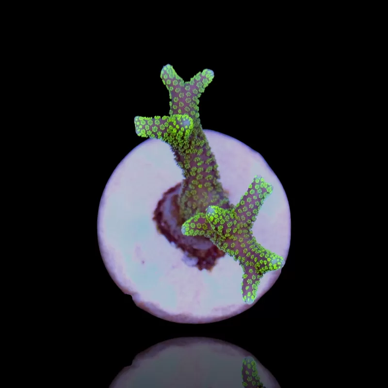 Seriatopora Caliendrum  kopen | Coralandfishstore.nl